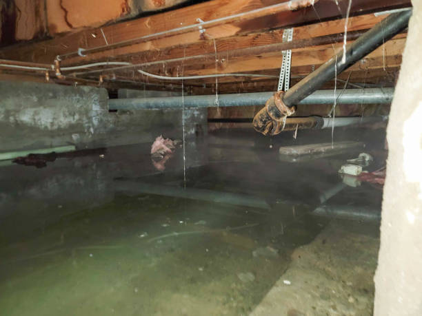 Best Basement water damage restoration  in Roselle, NJ